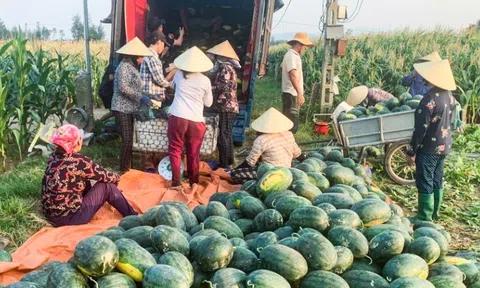 Nghệ An: Dưa hấu đầu mùa được giá, nông dân phấn khởi thu hoạch